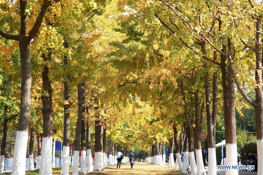 #CHINA-AUTUMN-GINGKO TREES (CN)