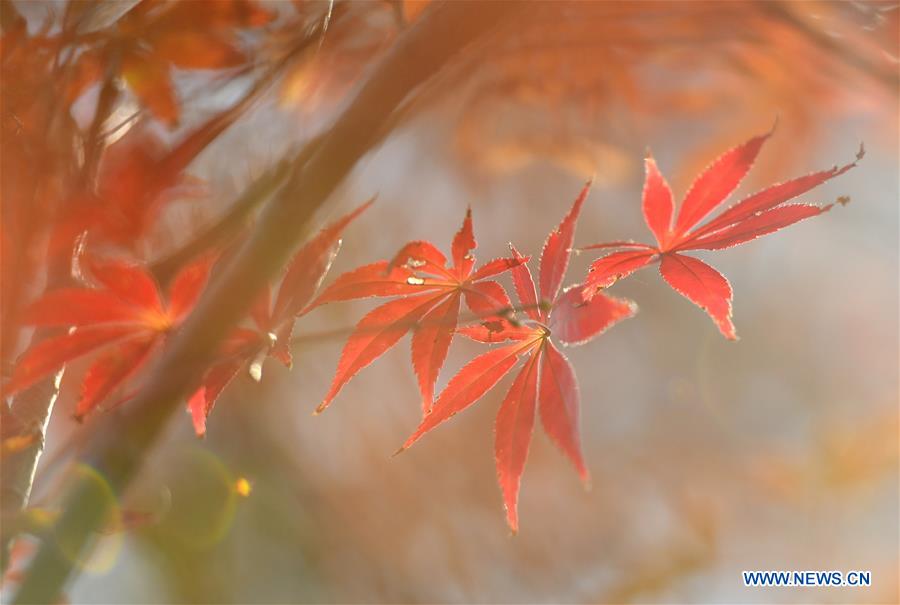 #CHINA-HUBEI-AUTUMN SCENERY (CN)