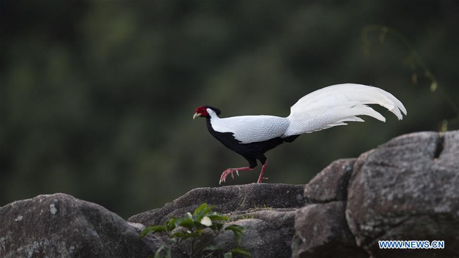 CHINA-FUJIAN-SILVER PHEASANT (CN)