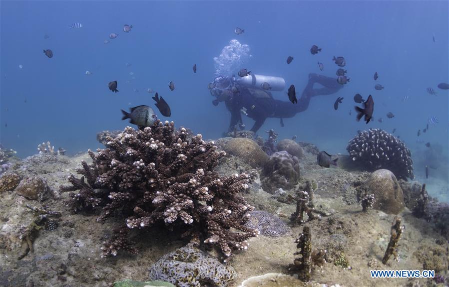 CHINA-HAINAN-DIVING INSTRUCTOR-CORAL REEF RESTORATION (CN)