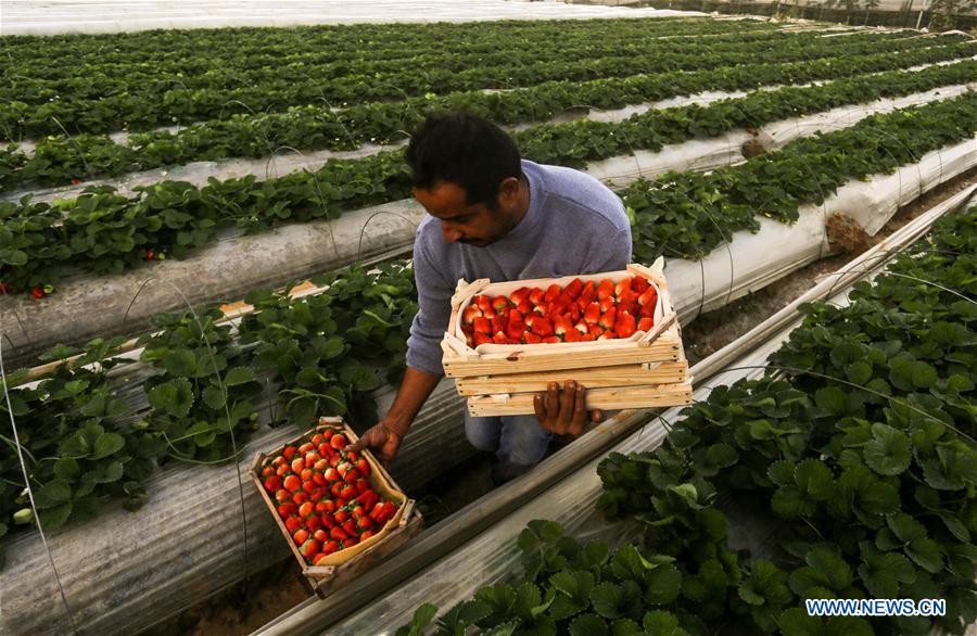 MIDEAST-GAZA-STRAWBERRY-HARVEST