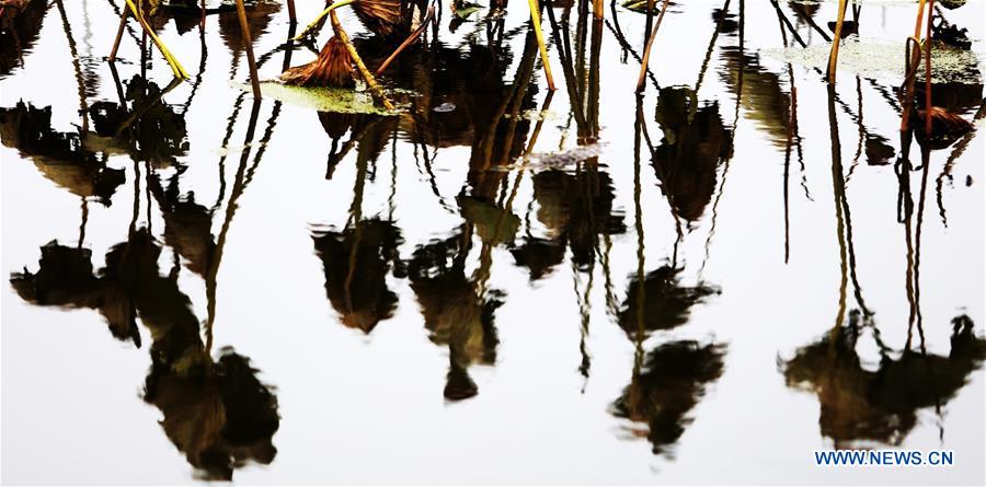 #CHINA-SHANDONG-WITHERED LOTUS (CN)