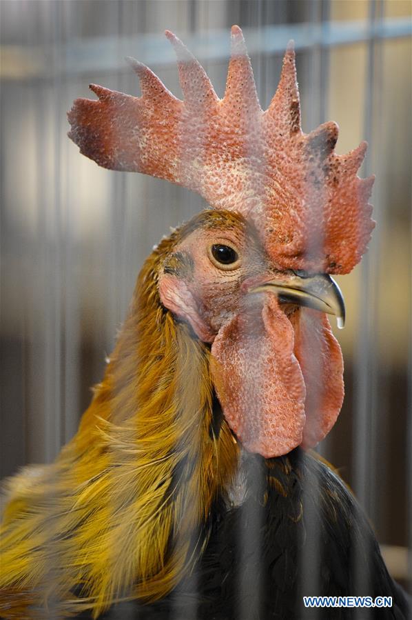 POLAND-WARSAW-ORNAMENTAL CHICKENS SHOW