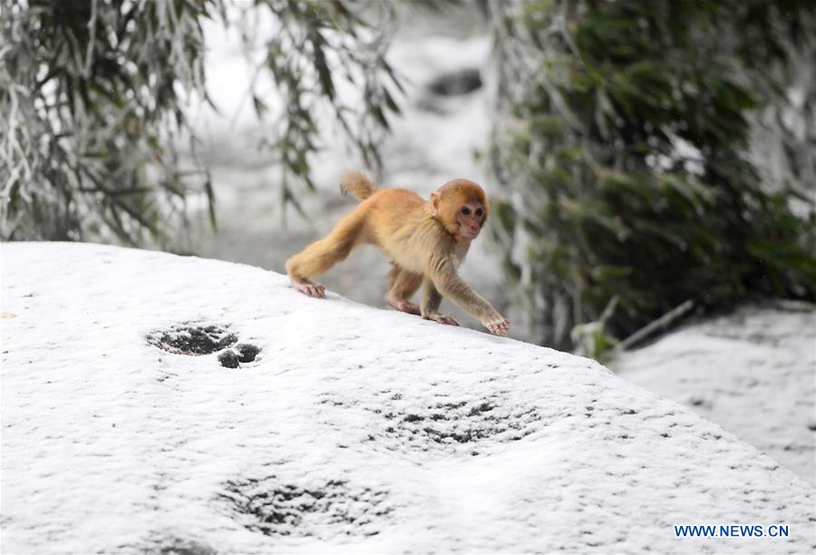 #CHINA-WEATHER-WINTER SCENERY (CN)