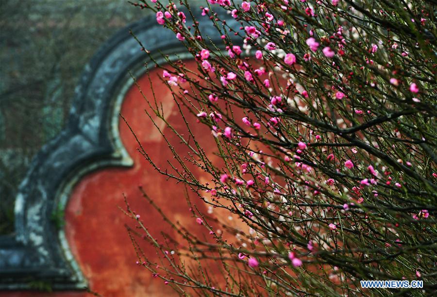 CHINA-FUZHOU-LINYANG TEMPLE-PLUM BLOSSOM (CN)