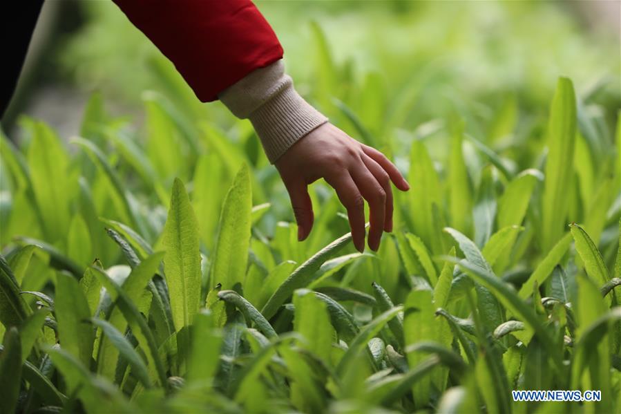 #CHINA-HEBEI-SHIJIAZHUANG-AGRICULTURE (CN)