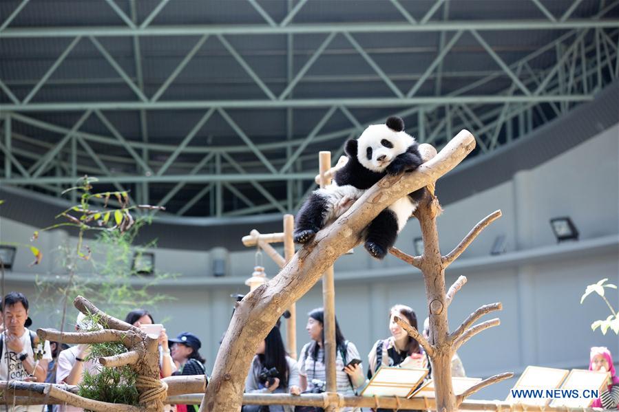 MALAYSIA-KUALA LUMPUR-GIANT PANDA BABY-BIRTHDAY