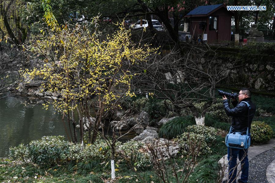 CHINA-HANGZHOU-WINTER BLOSSOMS (CN)