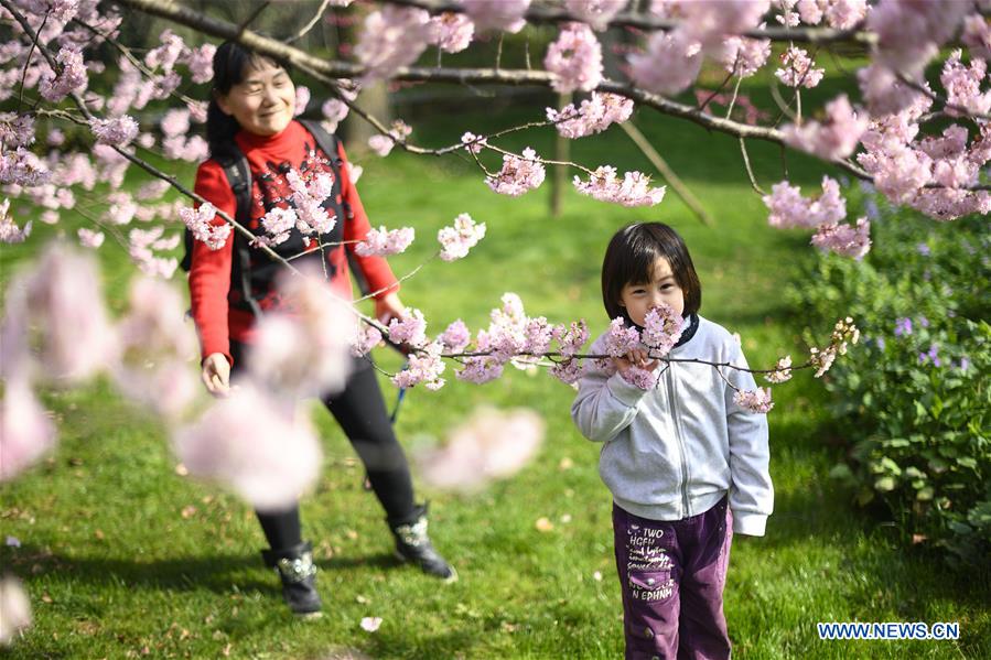 CHINA-HUBEI-WUHAN-CHERRY BLOSSOM (CN)