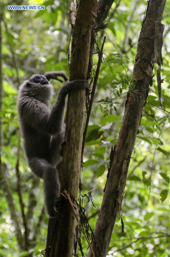 INDONESIA-WEST JAVA-JAVAN SILVERY GIBBON-RELEASED