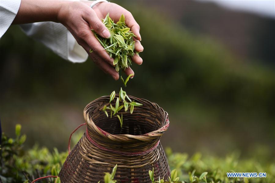 CHINA-GUIZHOU-DANZHAI-TEA-HARVEST (CN)