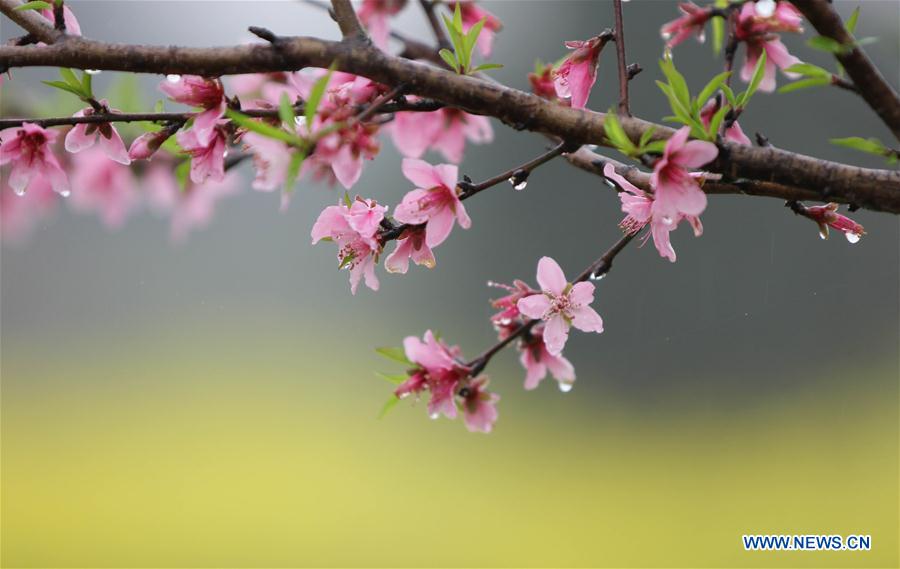 #CHINA-HUNAN-SPRING-FLOWER-RAIN (CN)