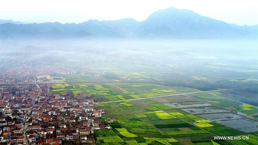 CHINA-SHAANXI-COLE FLOWERS