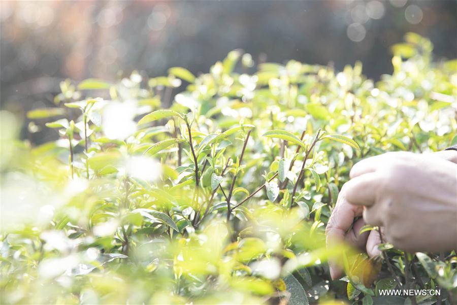 #CHINA-JIANGXI-JIUJIANG-TEA-HARVEST (CN)