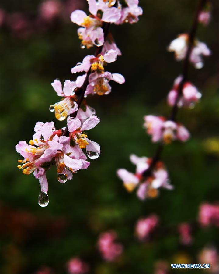 #CHINA-SHANDONG-SPRING-FLOWERS (CN)