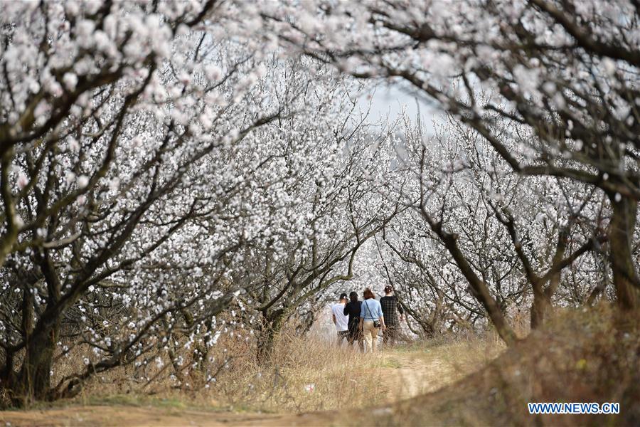 CHINA-SHAANXI-SPRING-FLOWERS (CN)