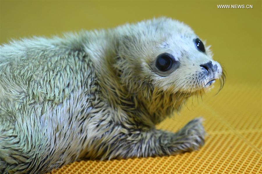 CHINA-HEILONGJIANG-HARBIN-SEAL PUP (CN)