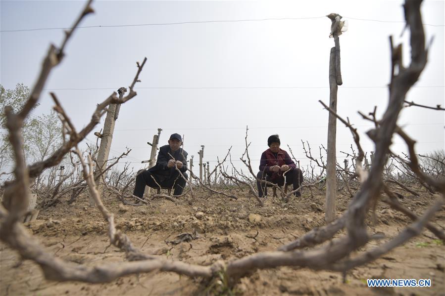 #CHINA-SPRING-FARM WORK (CN)