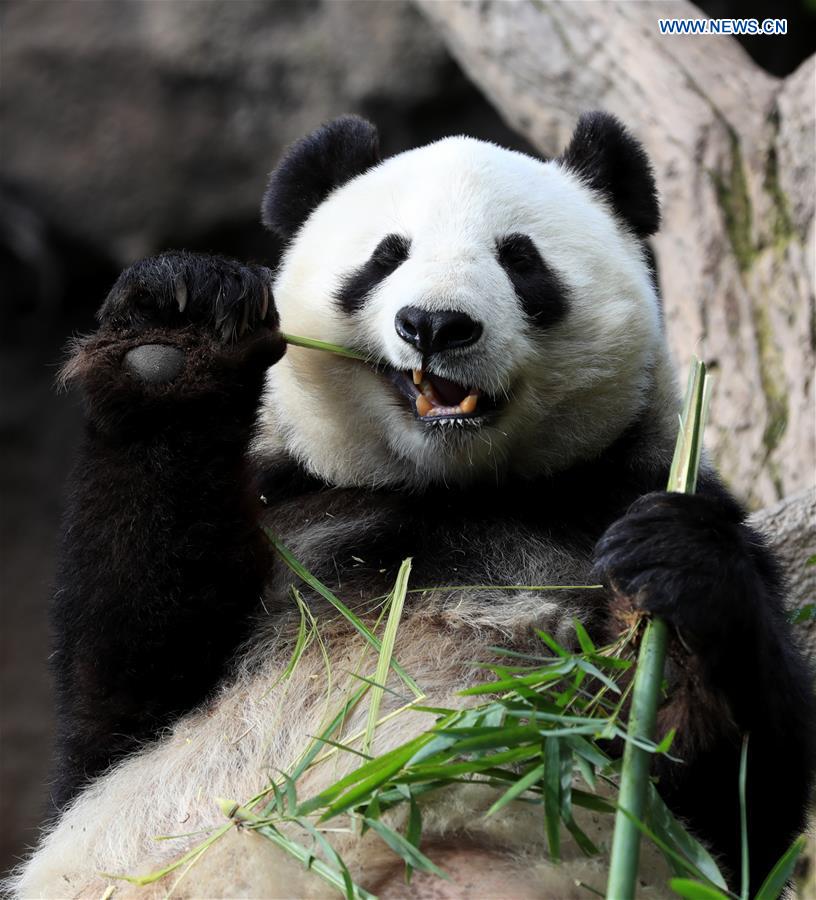 U.S.-CALIFORNIA-SAN DIEGO ZOO-PANDA-FAREWELL