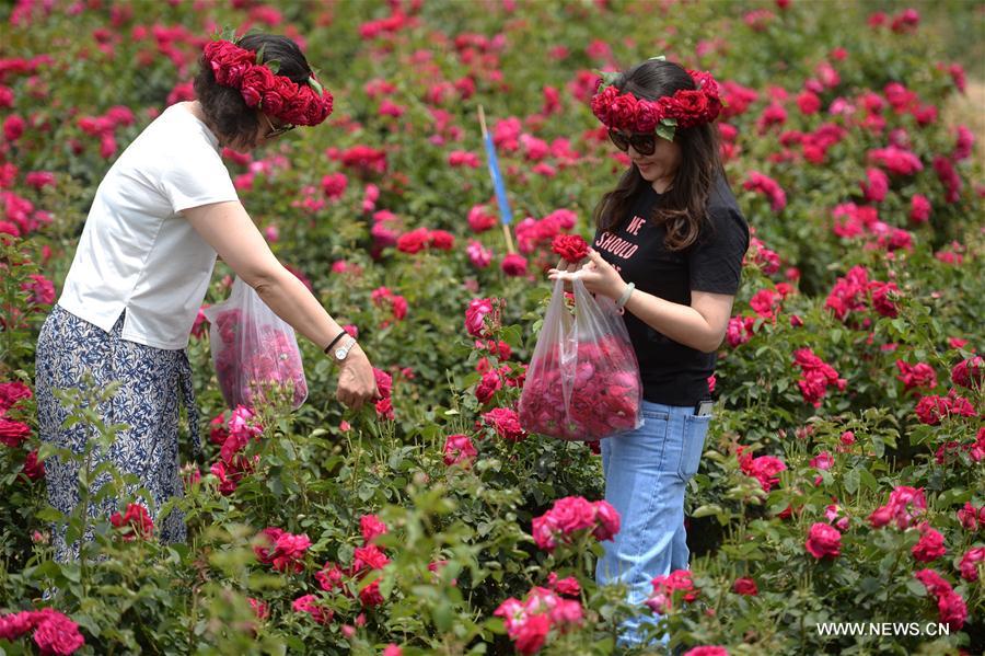 CHINA-YUNNAN-ROSE VALLEY (CN)