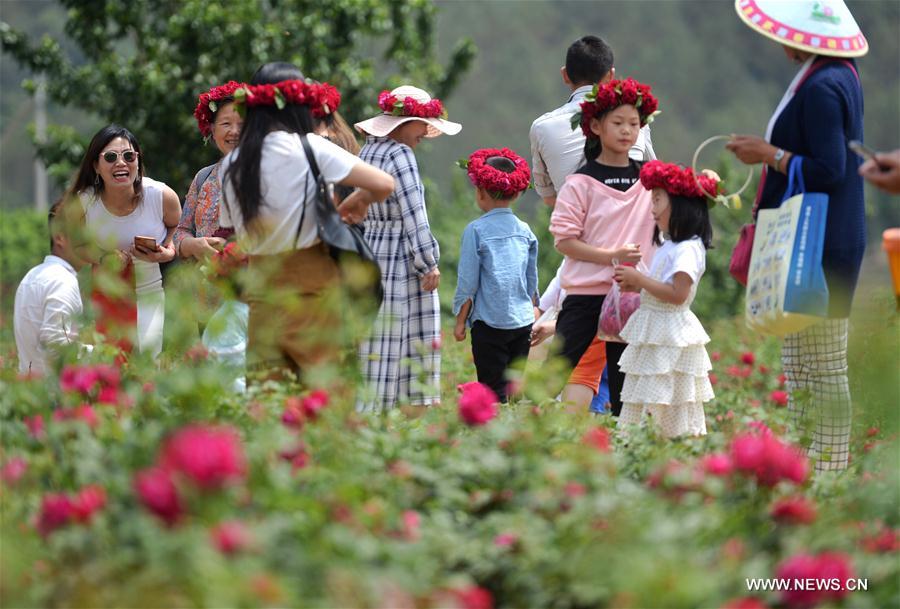 CHINA-YUNNAN-ROSE VALLEY (CN)