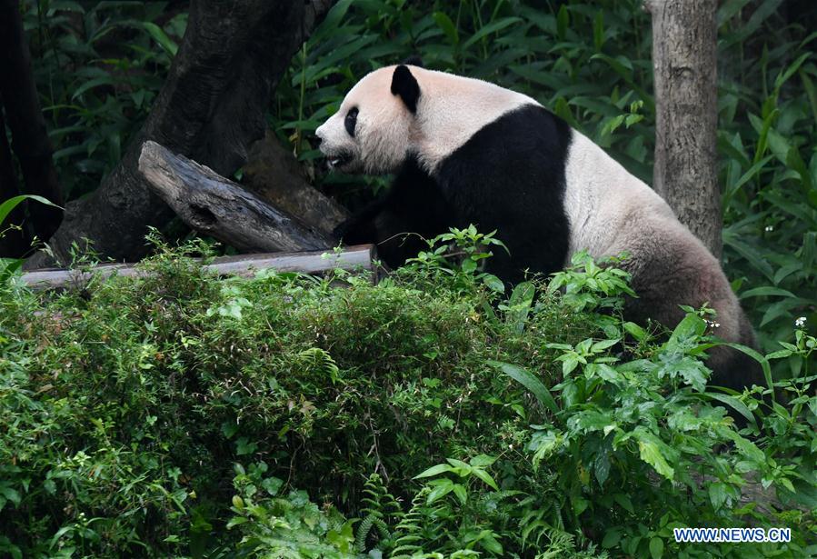 CHINA-TAIPEI-GIANT PANDAS-TOURISM (CN)