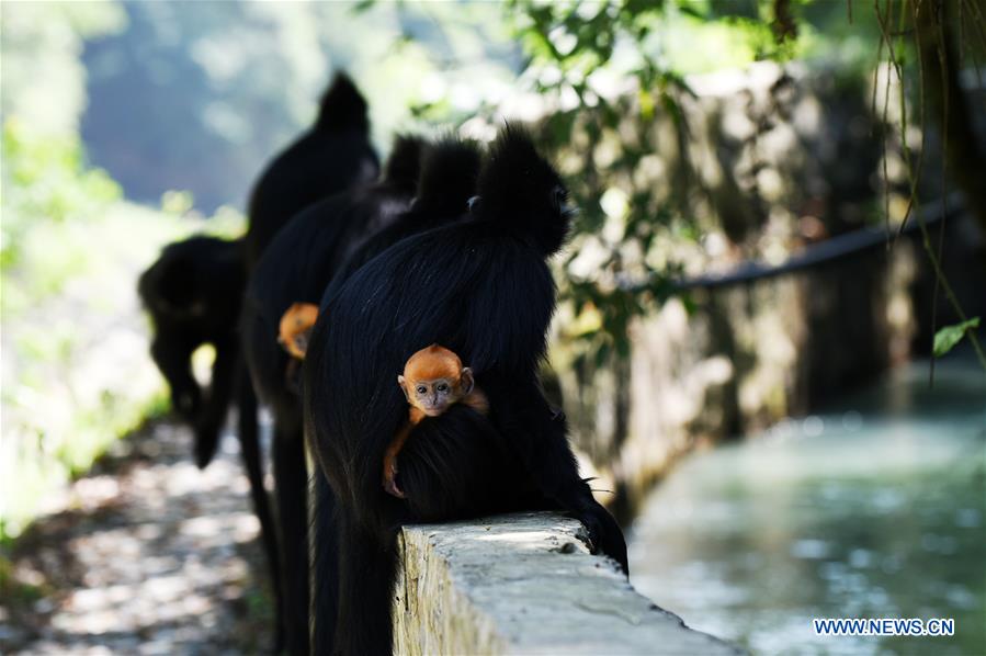 CHINA-GUIZHOU-FRANCOIS' LANGUR-PROTECTION (CN)