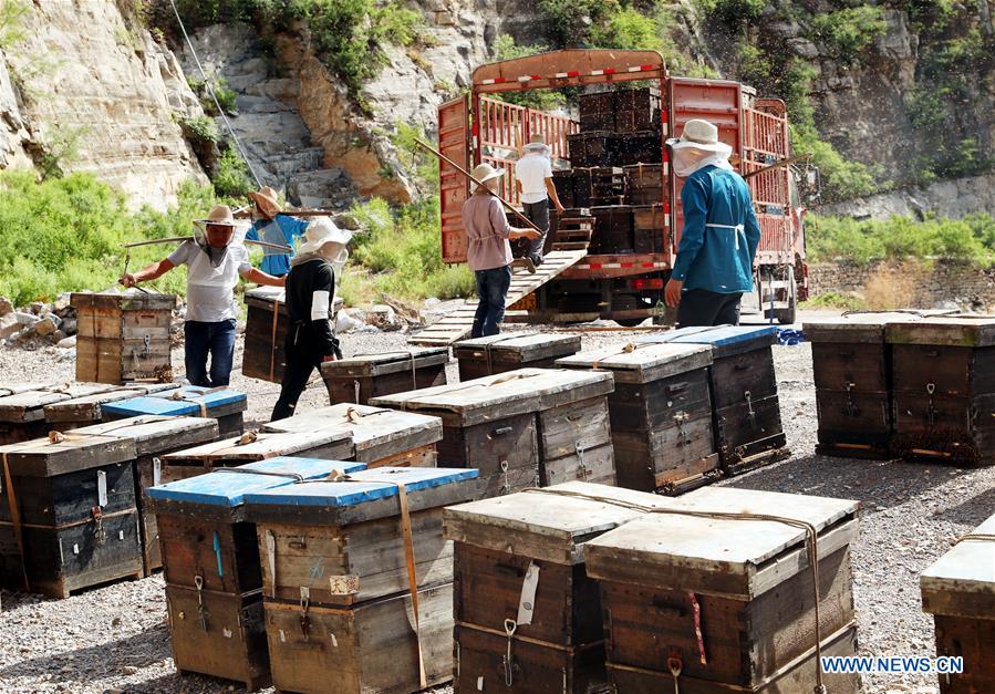 #CHINA-HEBEI-SHIJIAZHUANG-HONEY COLLECTING (CN)