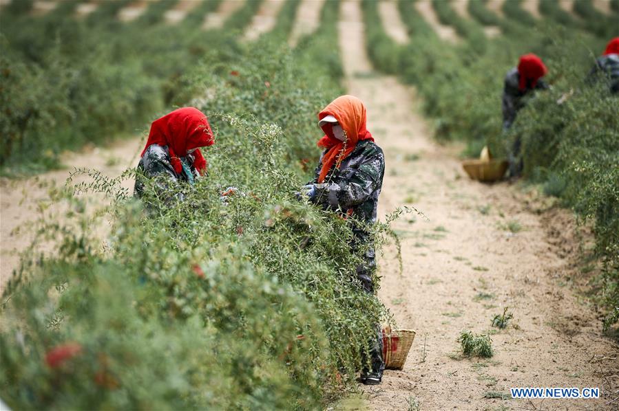 #CHINA-NINGXIA-WUZHONG-WOLFBERRY-HARVEST (CN)