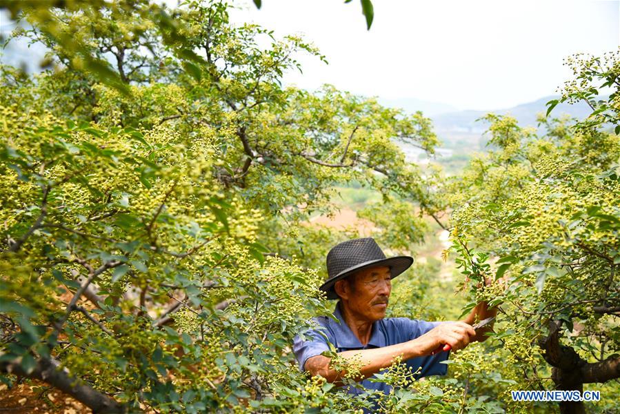 #CHINA-FARMING SEASON (CN)