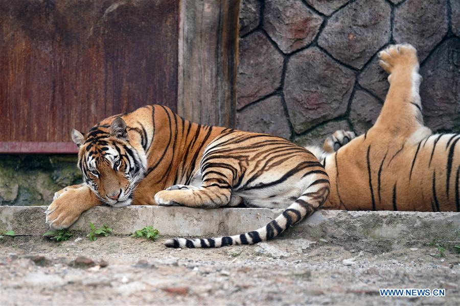 CHINA-HEILONGJIANG-SUMMER-SIBERIAN TIGERS (CN)