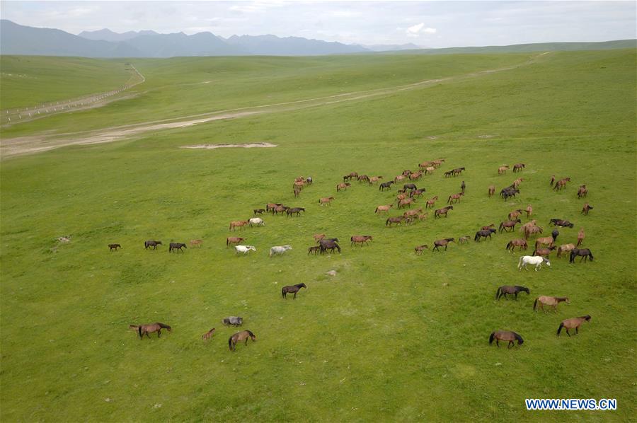 CHINA-GANSU-HORSE RANCH (CN)