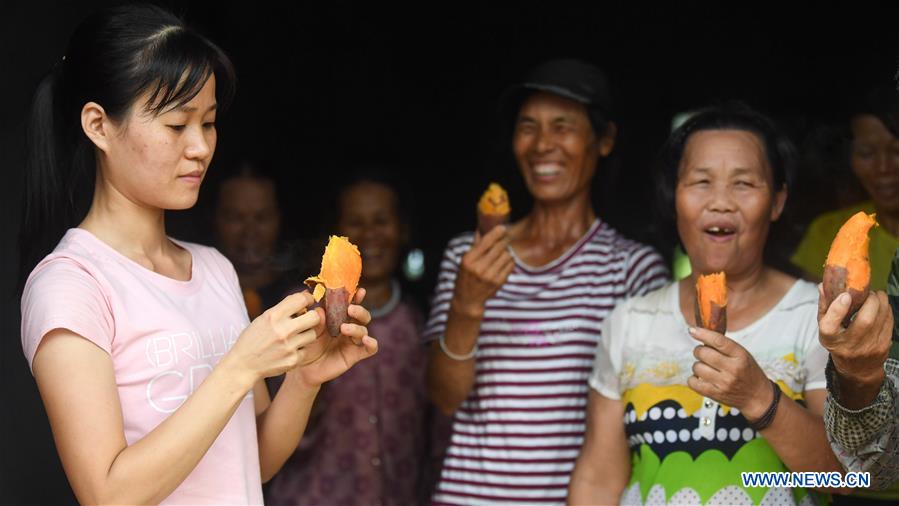 CHINA-GUANGXI-SWEET POTATO-HARVEST (CN)