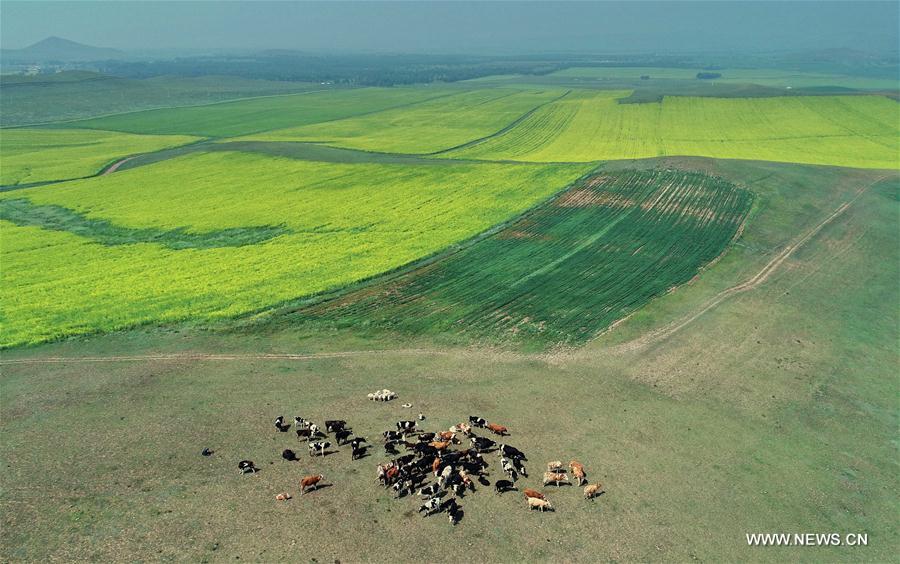 CHINA-HEBEI-ZHANGJIAKOU-AGRICULTURE-SCENERY (CN)