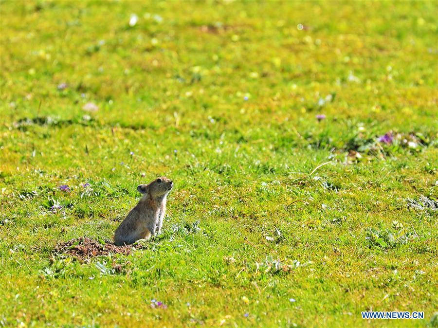 CHINA-QINGHAI-JIATANG GRASSLAND-NATURE-OBSERVING (CN)