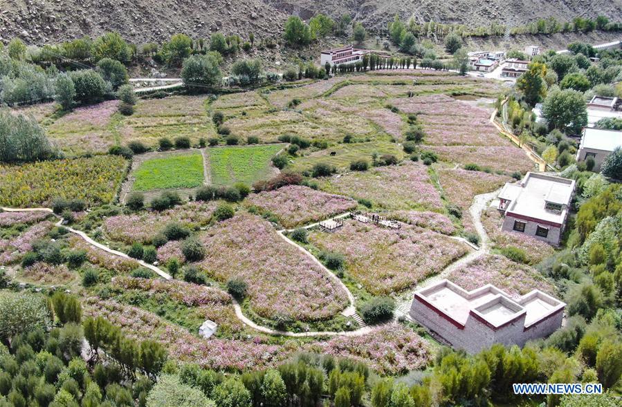 CHINA-TIBET-NYEMO-COSMOS FLOWERS (CN)