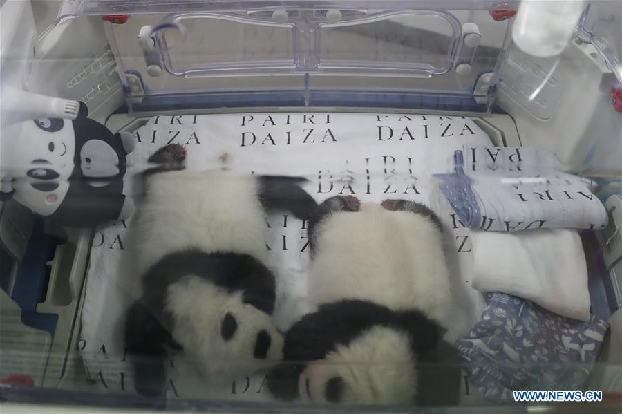 BELGIUM-BRUGELETTE-PANDAS