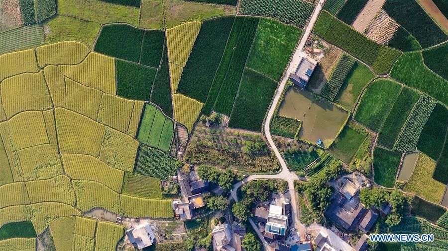 CHINA-GUANGXI-GONGCHENG-FIELDS-SCENERY (CN)