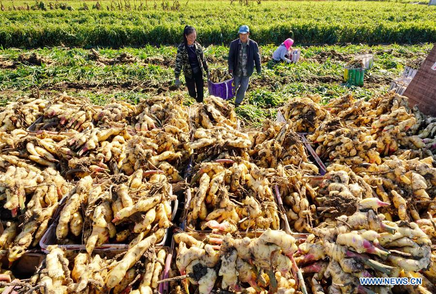 CHINA-HEBEI-GINGER-HARVEST (CN)