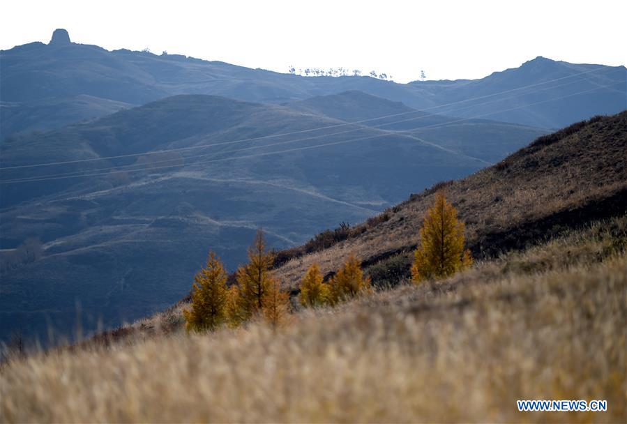 CHINA-INNER MONGOLIA-HORINGER COUNTY-AUTUMN SCENERY (CN)