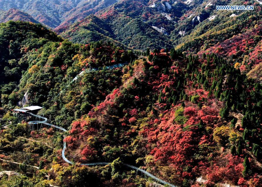 CHINA-HENAN-AUTUMN SCENERY (CN)