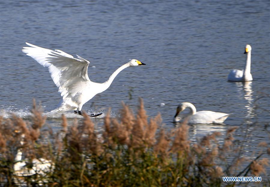 CHINA-HENAN-SANMENXIA-WHITE SWANS (CN)