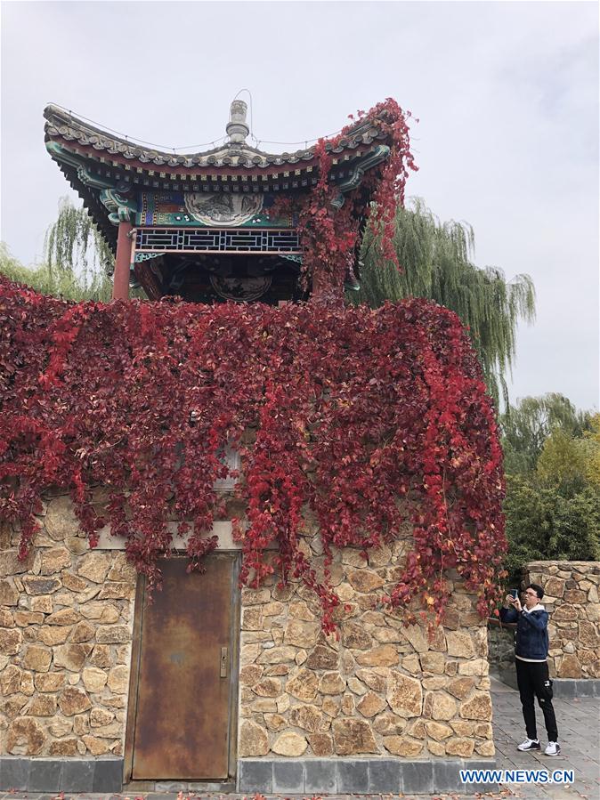 (BeijingCandid)CHINA-BEIJING-AUTUMN (CN)