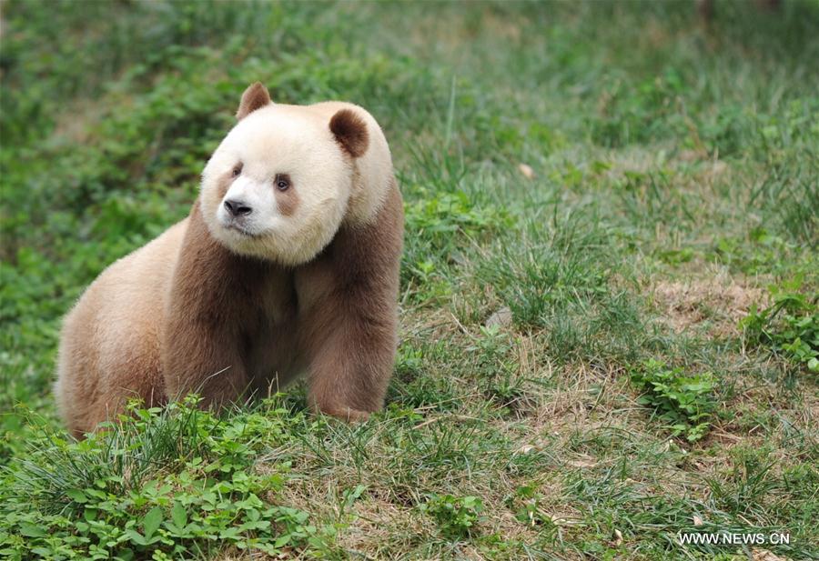 CHINA-SHAANXI-CAPTIVE BROWN GIANT PANDA-ADOPTION (CN)