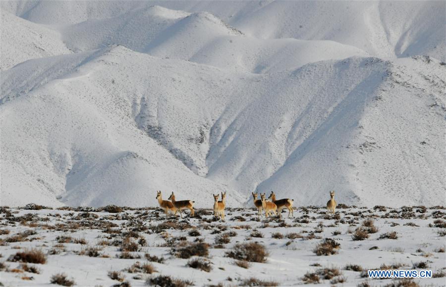 #CHINA-GANSU-GRASSLAND-ANIMALS (CN)