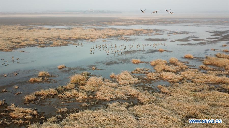 CHINA-ANHUI-SHENGJIN LAKE-MIGRANT BIRDS (CN)