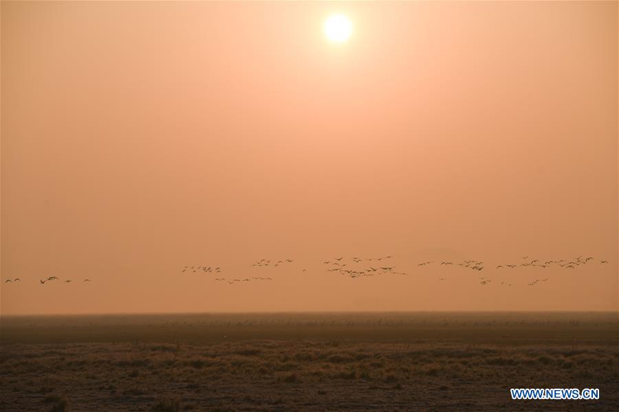 CHINA-ANHUI-SHENGJIN LAKE-MIGRANT BIRDS (CN)