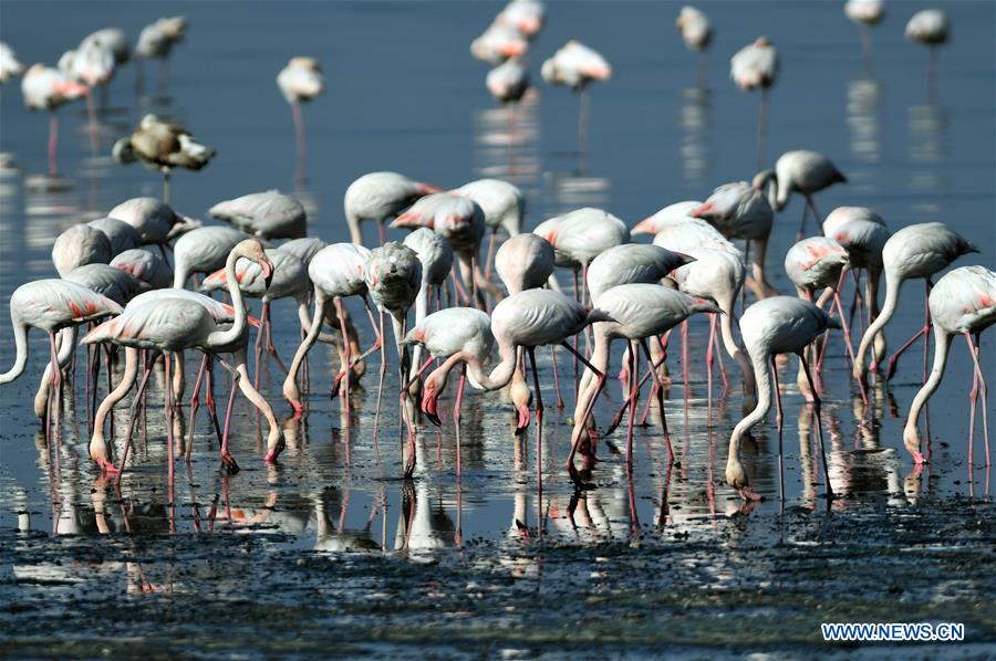 KUWAIT-KUWAIT CITY-BIRDS