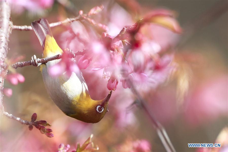 CHINA-GUIZHOU-GUIYANG-WHITE-EYE-BIRD (CN)