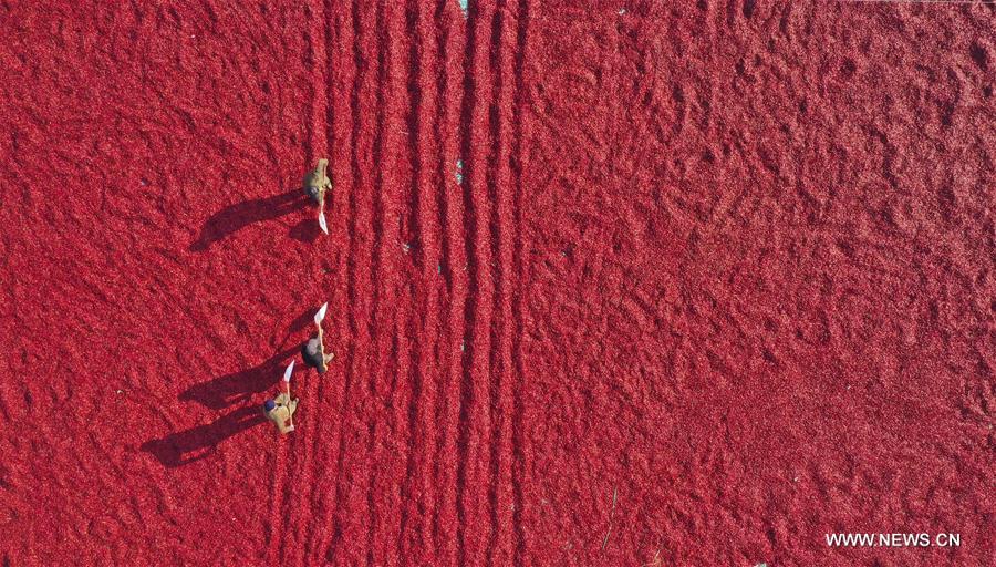 #CHINA-HEBEI-TANGSHAN-FARM WORK-CHILI PEPPER (CN)